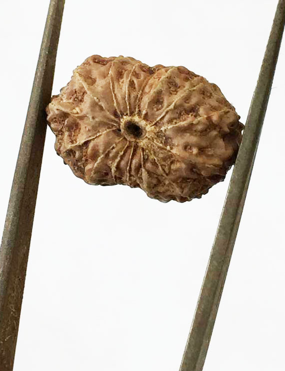 15 Mukhi Indonesian Rudraksha Size- 17.50 mm